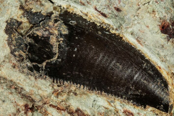 Serrated Abelisaurid Tooth In Situ - Dekkar Formation, Morocco #298667